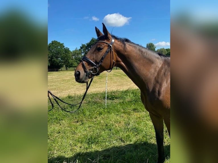 Oldenburger Merrie 12 Jaar 167 cm Bruin in Kirchlengern