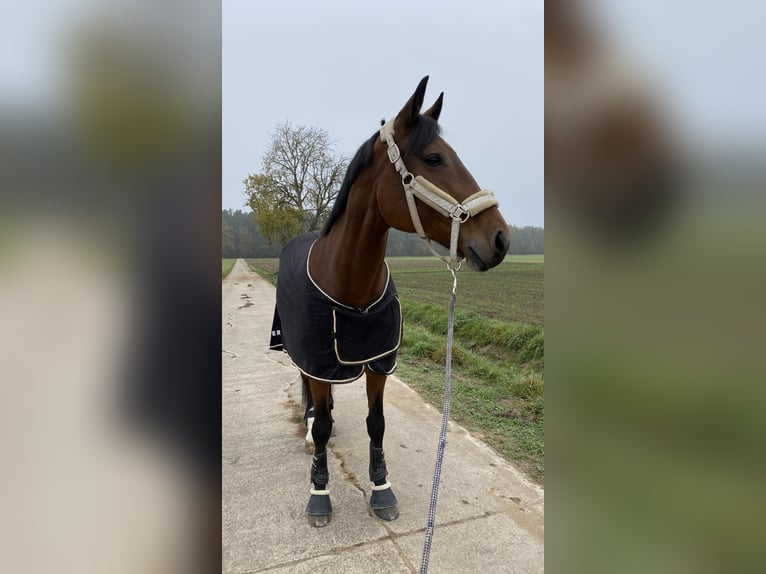 Oldenburger Merrie 12 Jaar 167 cm Bruin in Großlangheim