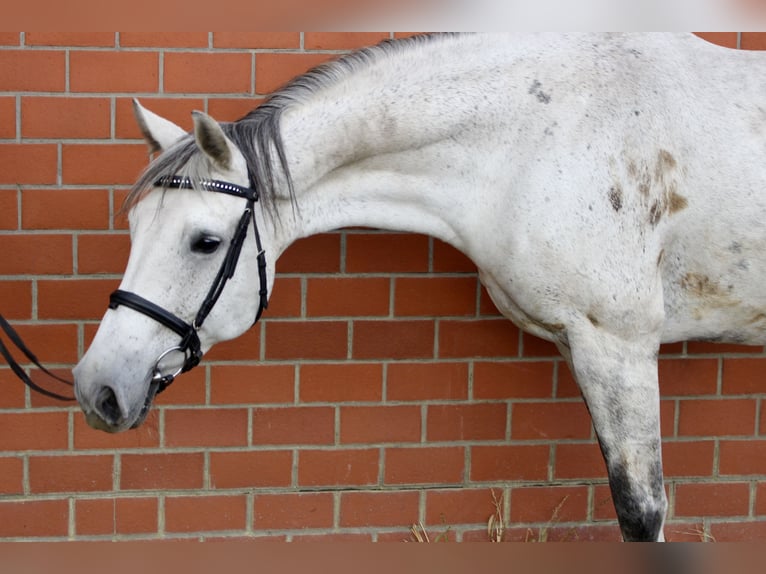 Oldenburger Merrie 12 Jaar 167 cm Schimmel in Emstek