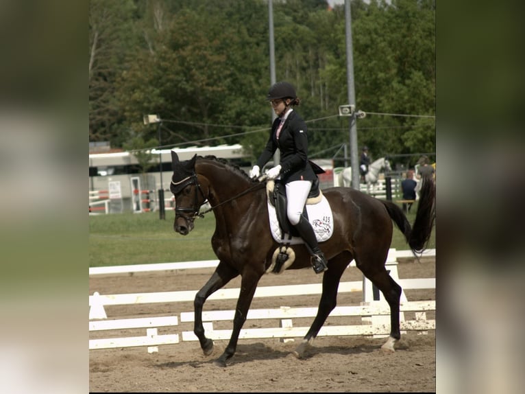 Oldenburger Merrie 12 Jaar 168 cm Donkerbruin in Groitzsch