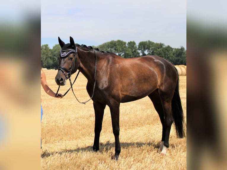Oldenburger Merrie 12 Jaar 168 cm Donkerbruin in Groitzsch
