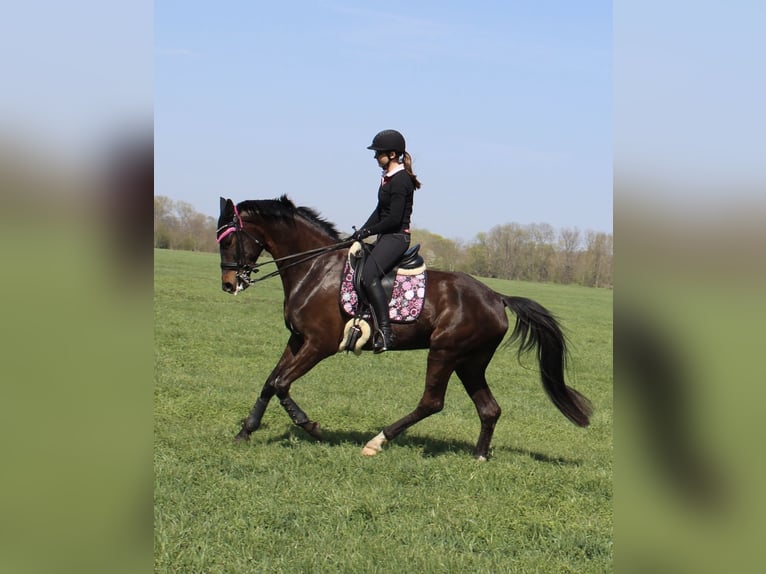 Oldenburger Merrie 12 Jaar 168 cm Donkerbruin in Groitzsch
