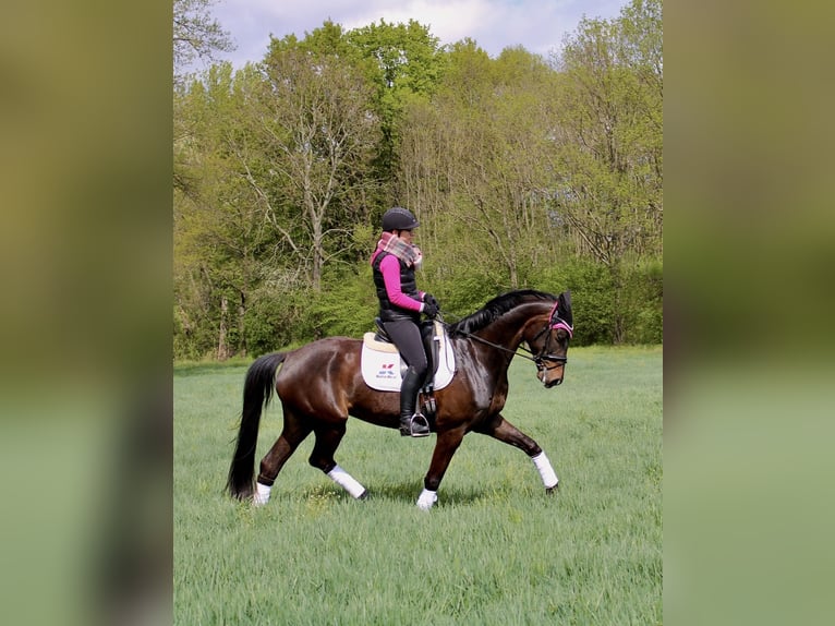 Oldenburger Merrie 12 Jaar 168 cm Donkerbruin in Groitzsch