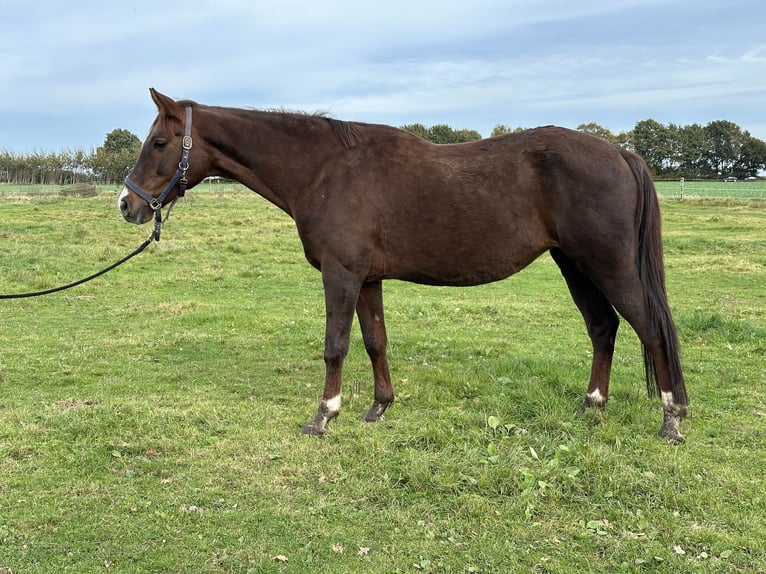 Oldenburger Merrie 12 Jaar 168 cm Donkere-vos in TwistringenTwistringen