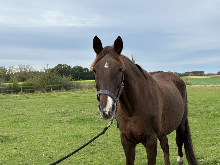 Oldenburger Merrie 12 Jaar 168 cm Donkere-vos in TwistringenTwistringen