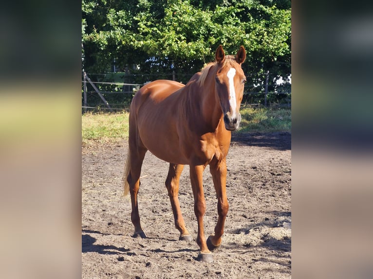 Oldenburger Merrie 12 Jaar 168 cm Vos in Westoverledingen