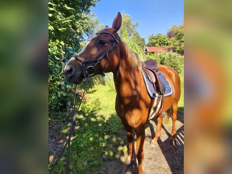 Oldenburger Merrie 12 Jaar 168 cm Vos in Westoverledingen