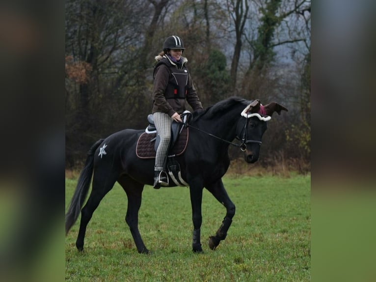 Oldenburger Merrie 12 Jaar 168 cm Zwartbruin in Malsch