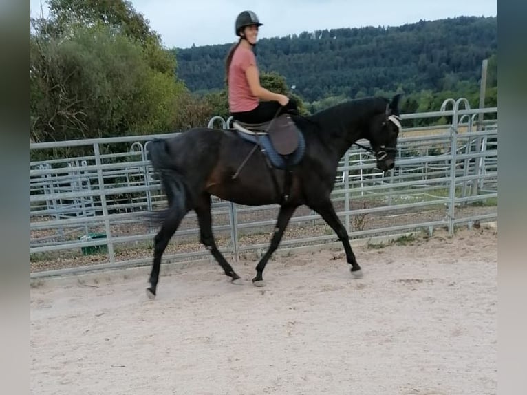 Oldenburger Merrie 12 Jaar 168 cm Zwartbruin in Bad Herrenalb