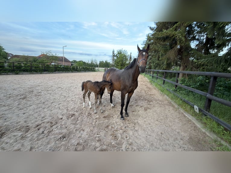 Oldenburger Merrie 12 Jaar 169 cm Bruin in Bröckel