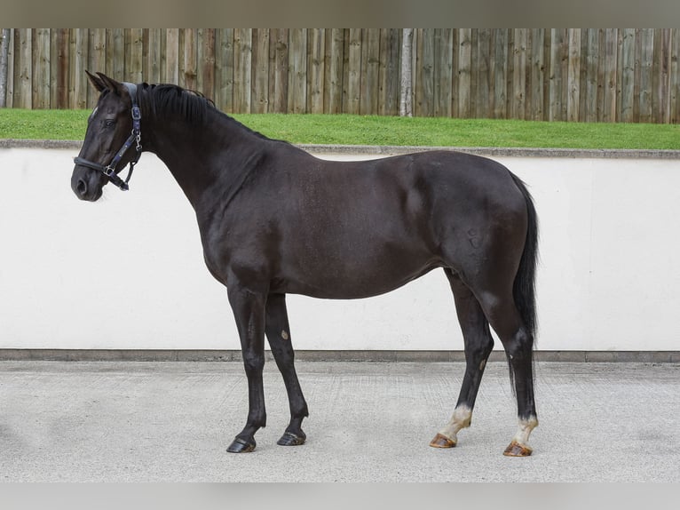 Oldenburger Merrie 12 Jaar 169 cm Zwart in yorkshire