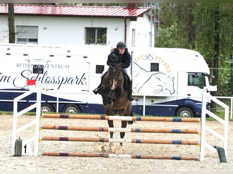 Oldenburger Merrie 12 Jaar 170 cm Bruin in Neunkirchen