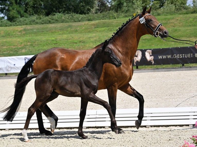 Oldenburger Merrie 12 Jaar 170 cm Bruin in Gahro