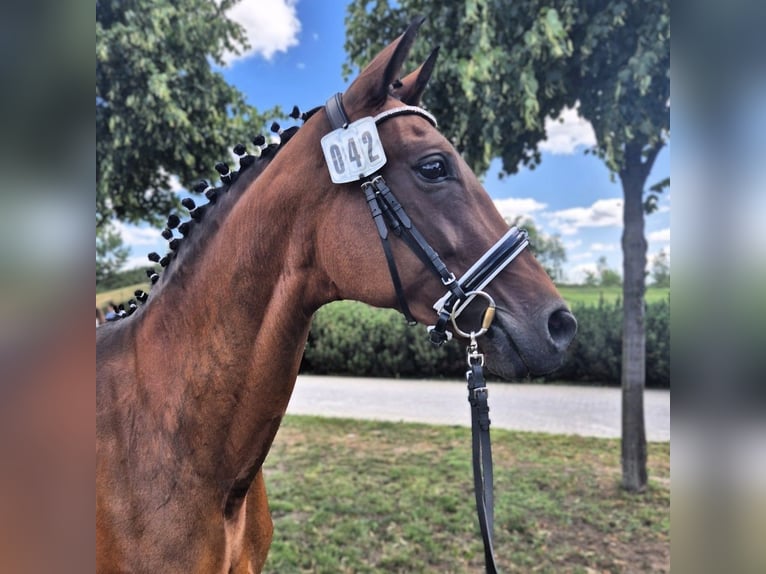 Oldenburger Merrie 12 Jaar 170 cm Bruin in Gahro