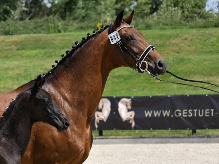 Oldenburger Merrie 12 Jaar 170 cm Bruin in Gahro