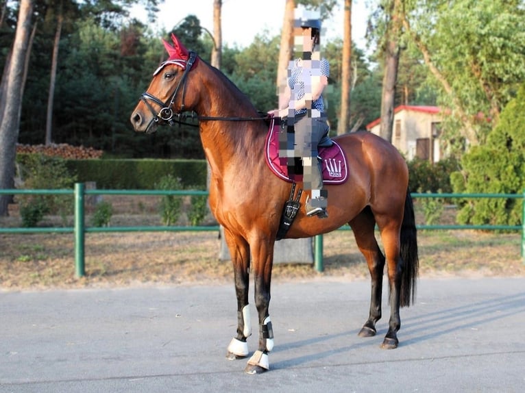 Oldenburger Merrie 12 Jaar 170 cm Bruin in Gahro