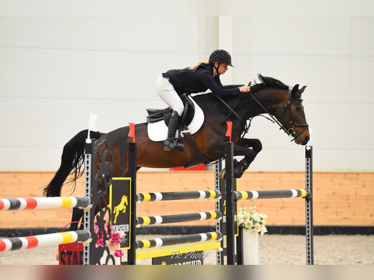 Oldenburger Merrie 12 Jaar 170 cm Roodbruin in Balatonkenese