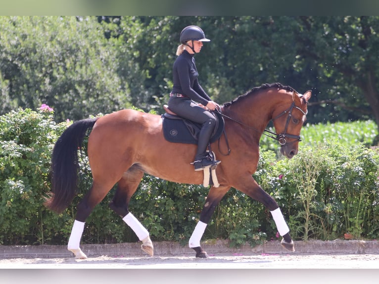 Oldenburger Merrie 12 Jaar 171 cm Bruin in Neu Duvenstedt