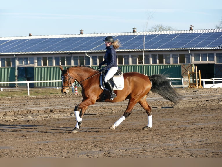 Oldenburger Merrie 12 Jaar 172 cm Bruin in Ganschow