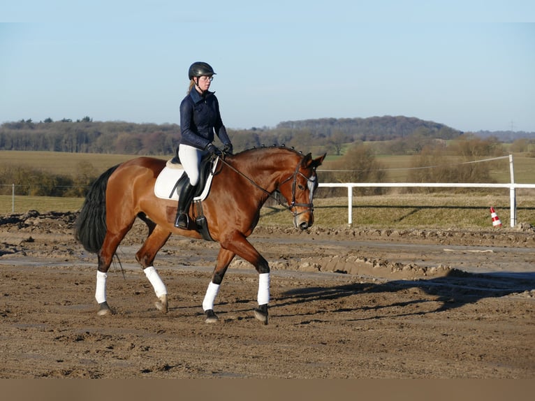 Oldenburger Merrie 12 Jaar 172 cm Bruin in Ganschow