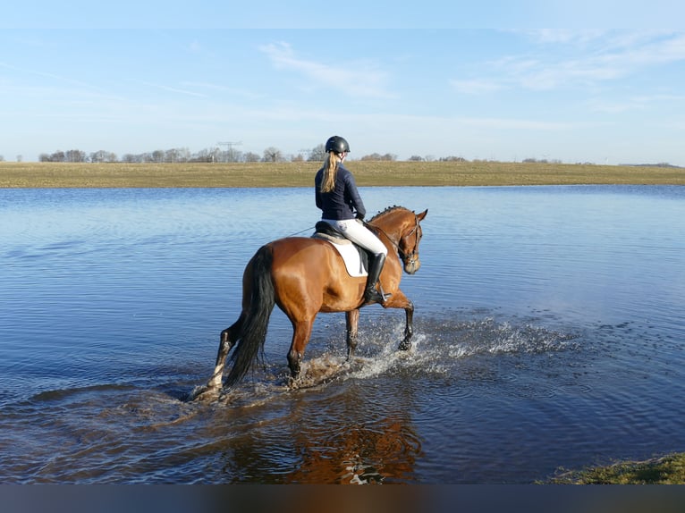 Oldenburger Merrie 12 Jaar 172 cm Bruin in Ganschow