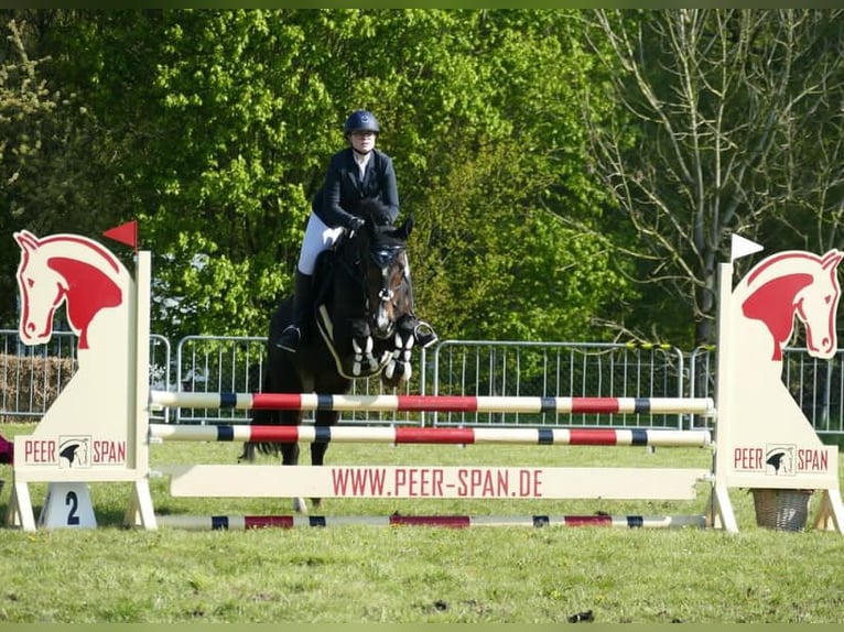 Oldenburger Merrie 12 Jaar 172 cm Donkerbruin in Schwerin