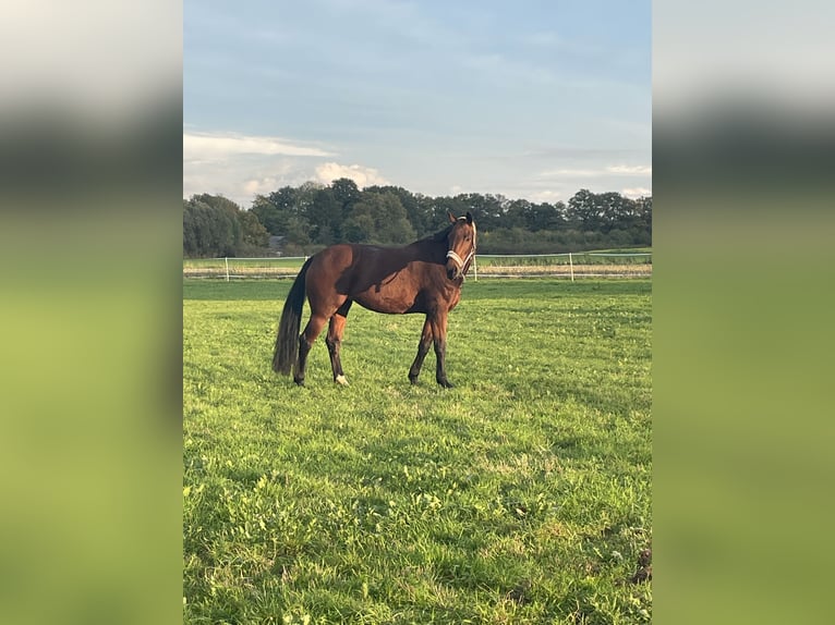 Oldenburger Merrie 12 Jaar 172 cm Donkere-vos in Osterwald