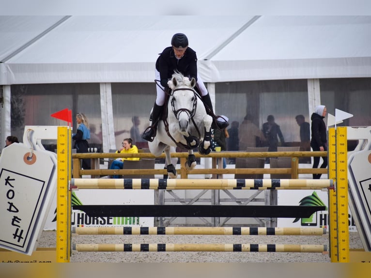 Oldenburger Merrie 12 Jaar 172 cm Schimmel in Theux