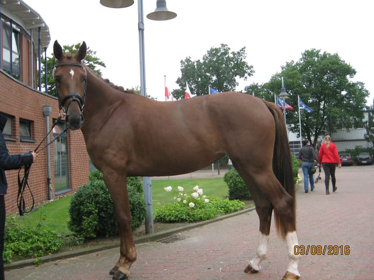 Oldenburger Merrie 12 Jaar 174 cm Donkere-vos in D&#xF6;tlingen-Geveshausen