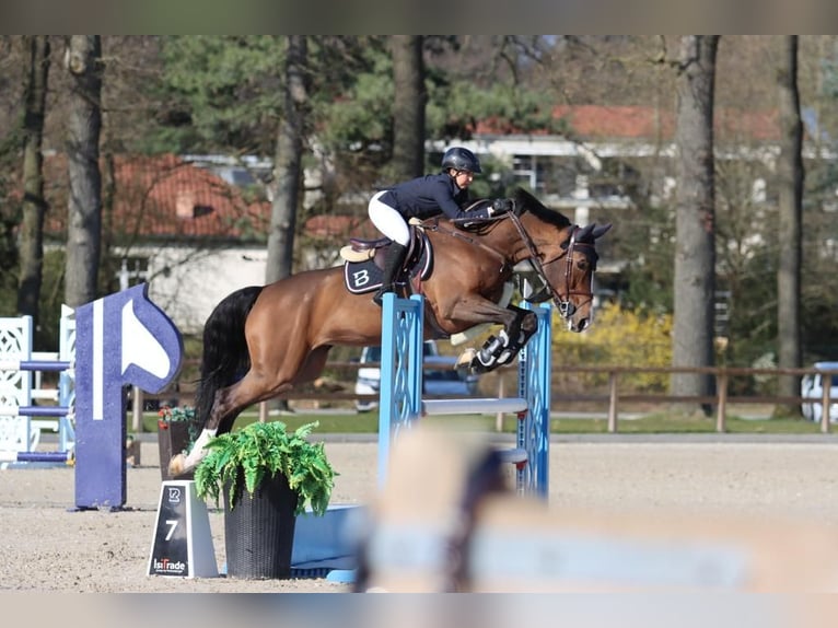 Oldenburger Merrie 12 Jaar 174 cm Roodbruin in Sośnicowice