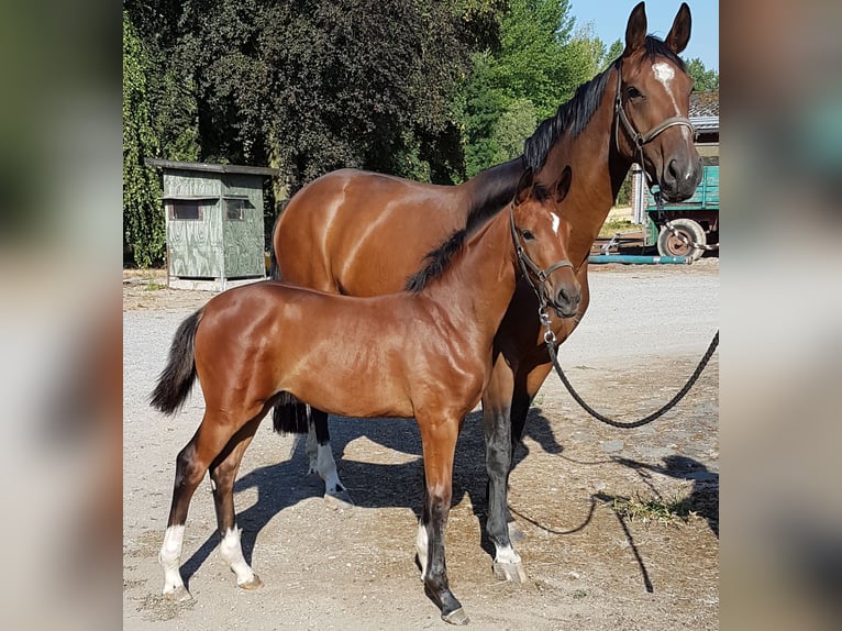 Oldenburger Merrie 12 Jaar 178 cm Bruin in Emmerich