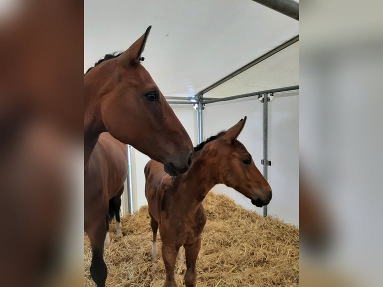 Oldenburger Merrie 12 Jaar 178 cm Bruin in Emmerich