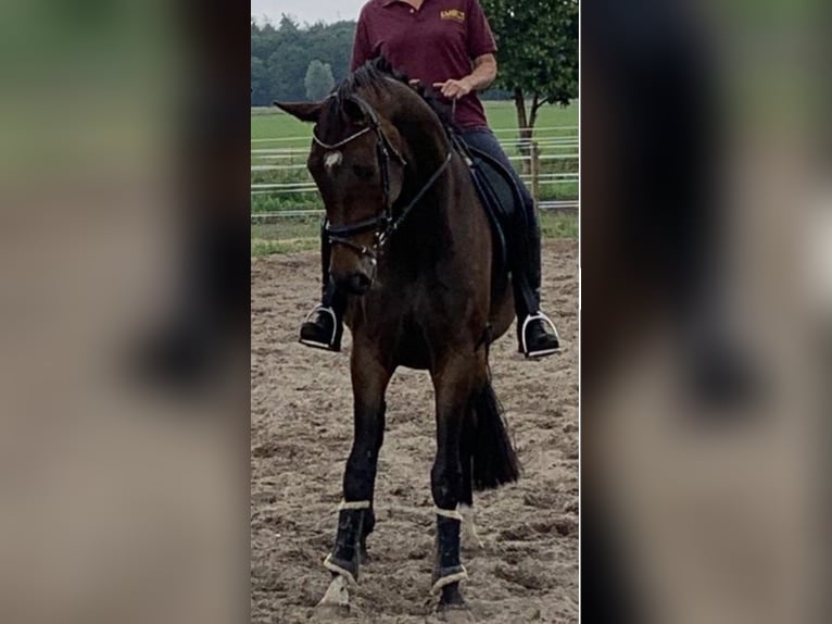 Oldenburger Merrie 12 Jaar Donkerbruin in Heusden