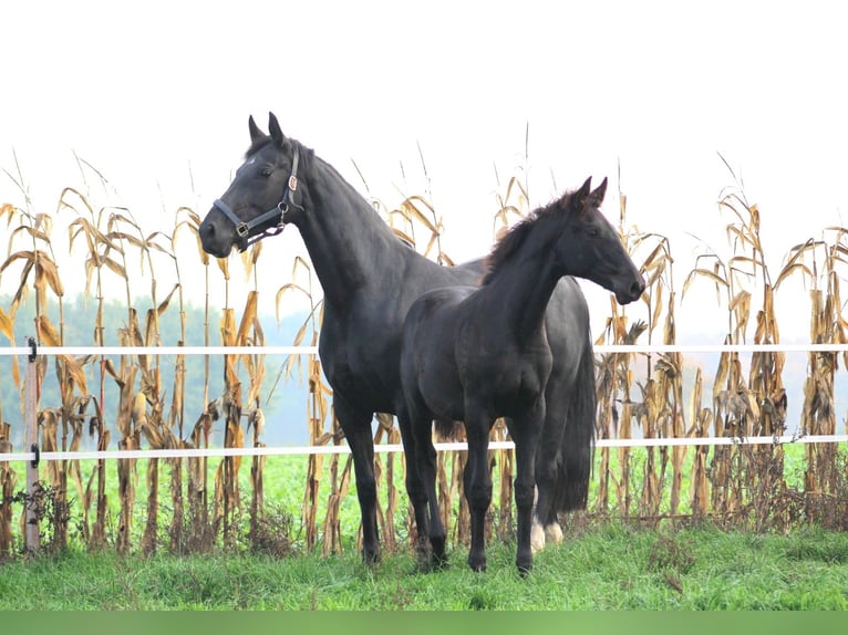 Oldenburger Merrie 12 Jaar Zwart in Molbergen