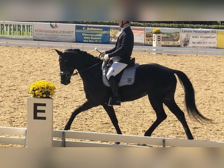 Oldenburger Merrie 13 Jaar 160 cm in Susten
