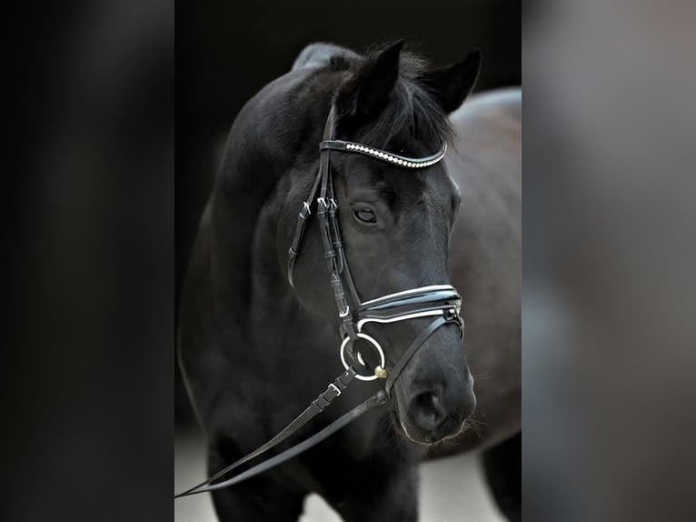 Oldenburger Merrie 13 Jaar 160 cm in Susten