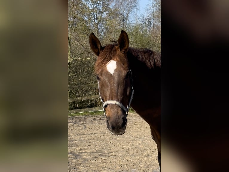 Oldenburger Merrie 13 Jaar 162 cm Vos in Borken