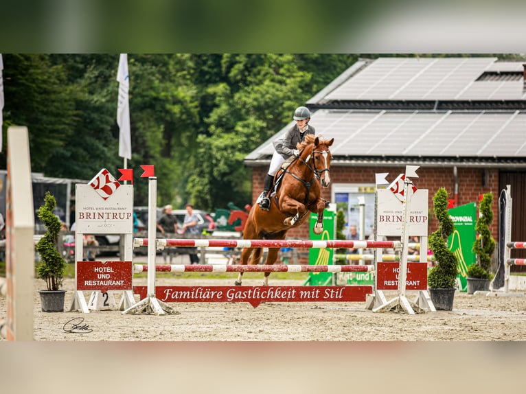 Oldenburger Merrie 13 Jaar 163 cm Vos in Münster