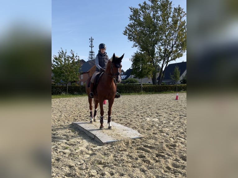 Oldenburger Merrie 13 Jaar 163 cm Vos in Münster