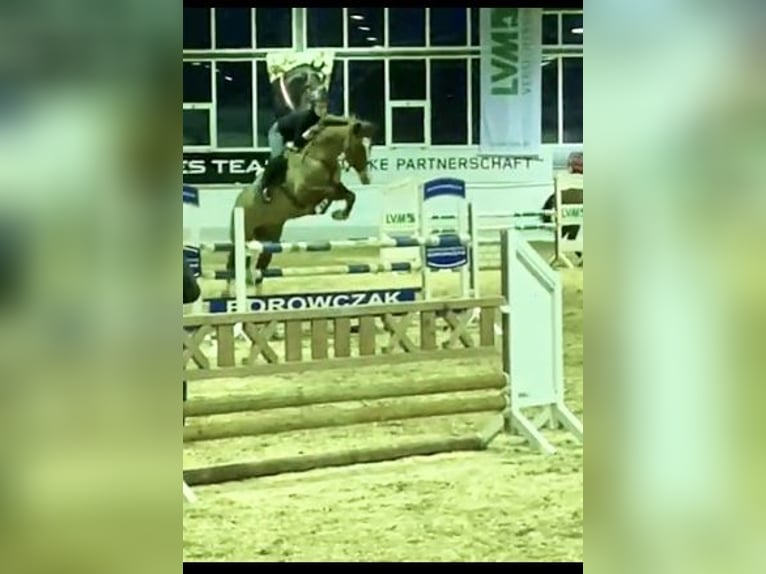 Oldenburger Merrie 13 Jaar 163 cm Vos in Senden