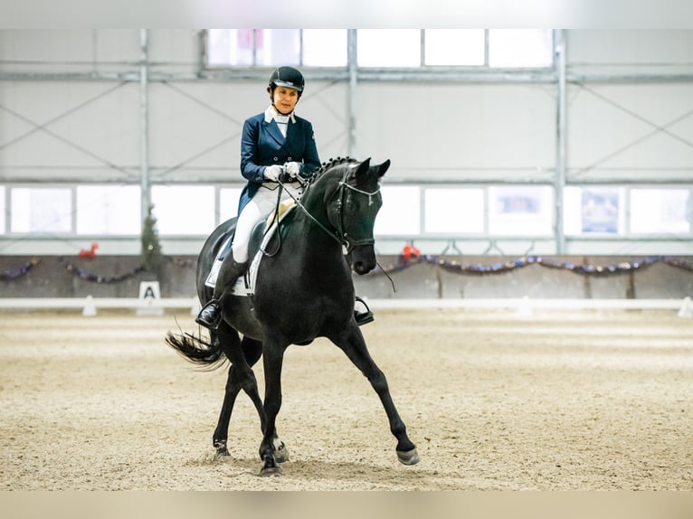 Oldenburger Merrie 13 Jaar 164 cm Zwart in Osie