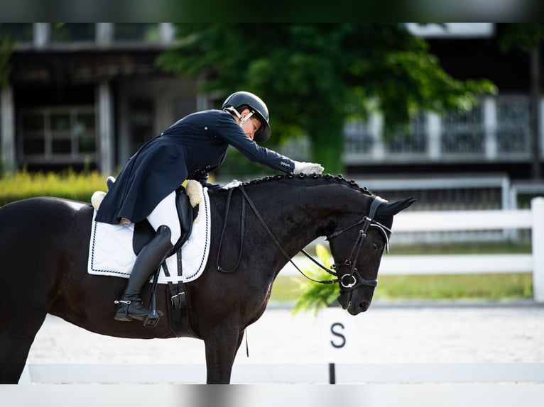 Oldenburger Merrie 13 Jaar 164 cm Zwart in Osie