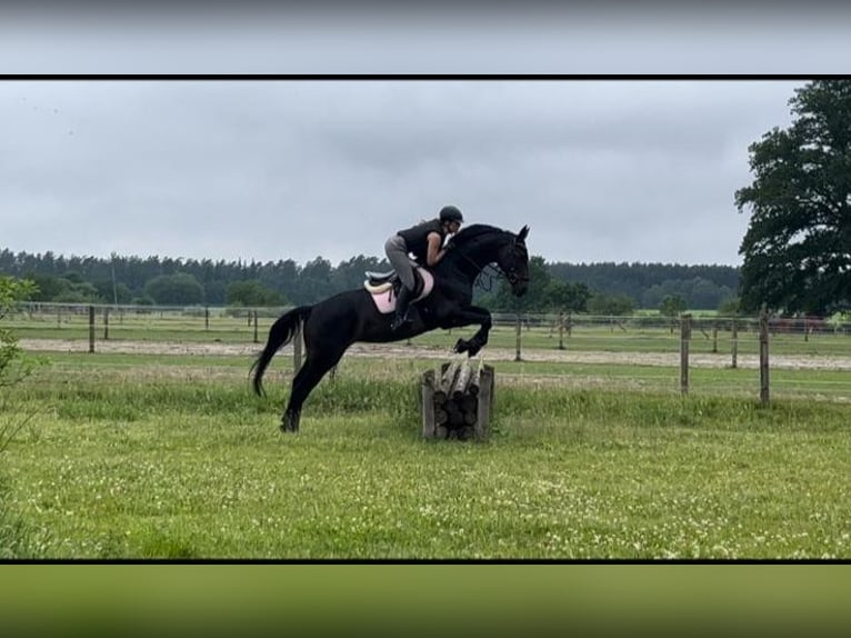 Oldenburger Merrie 13 Jaar 164 cm Zwartbruin in Oebisfelde-Weferlingen