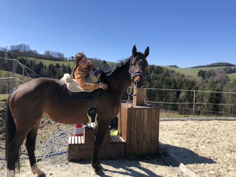 Oldenburger Merrie 13 Jaar 165 cm Bruin in Gschwendt