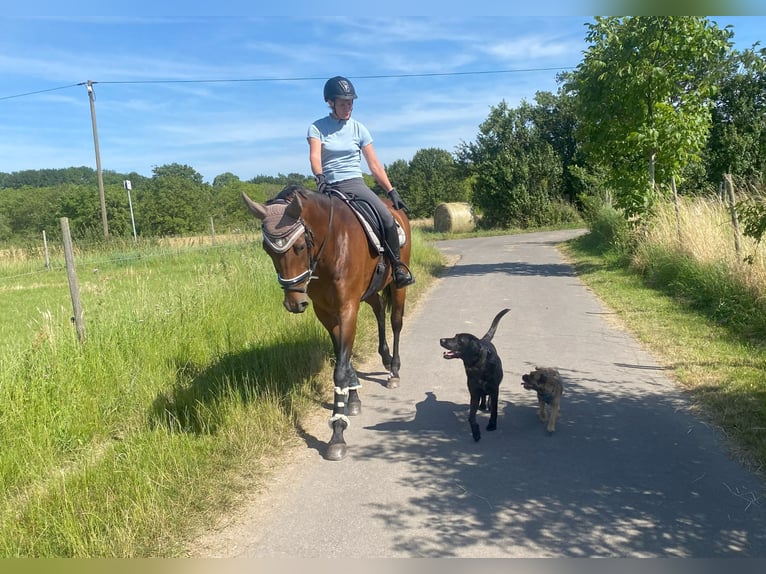 Oldenburger Merrie 13 Jaar 165 cm Bruin in Wachtberg