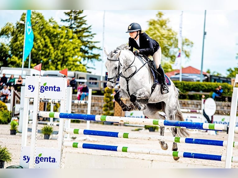 Oldenburger Merrie 13 Jaar 165 cm Schimmel in Kwidzyn