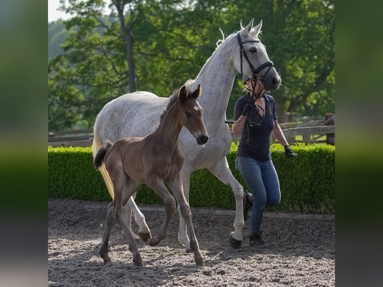 Oldenburger Merrie 13 Jaar 165 cm Vliegenschimmel in yorkshire