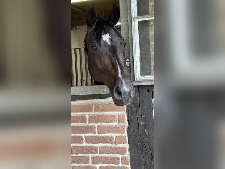 Oldenburger Merrie 13 Jaar 167 cm Donkerbruin in Dorsten