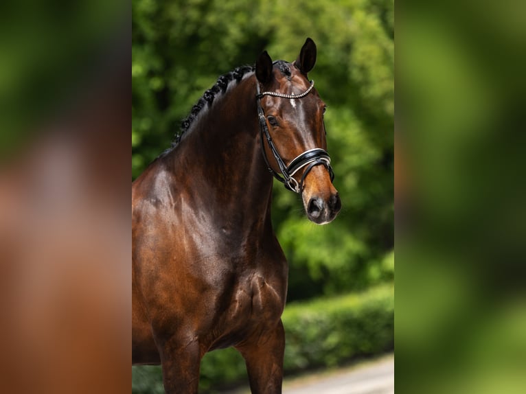 Oldenburger Merrie 13 Jaar 167 cm Donkerbruin in Vlaardingen