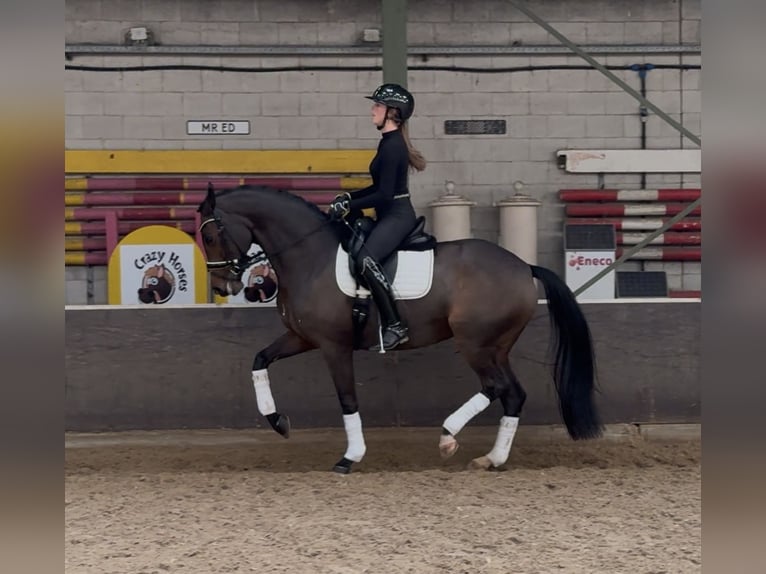 Oldenburger Merrie 13 Jaar 167 cm Donkerbruin in Vlaardingen